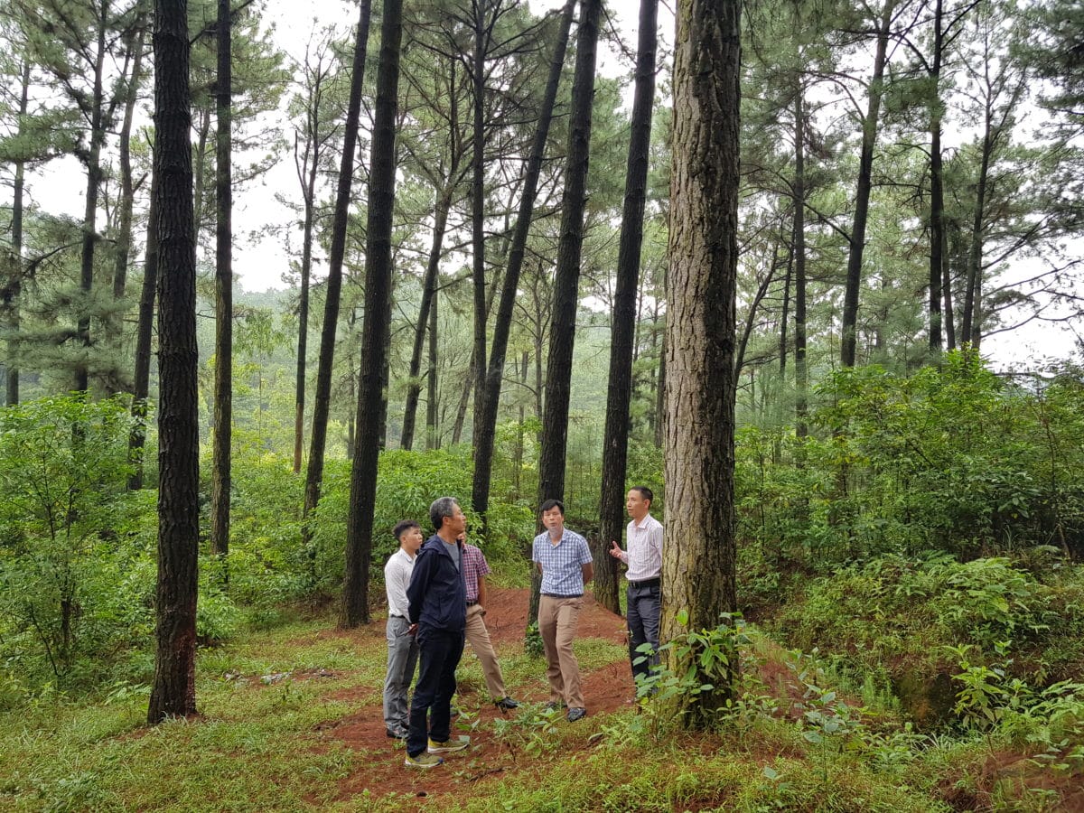 Research on Forest Enrichment using High Valuable Native Species in Hoa Binh Province, Viet Nam