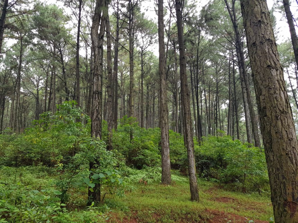 Conservation and Development of Forest Ecosystems Biodiversity Resources at Cat Tien National Park