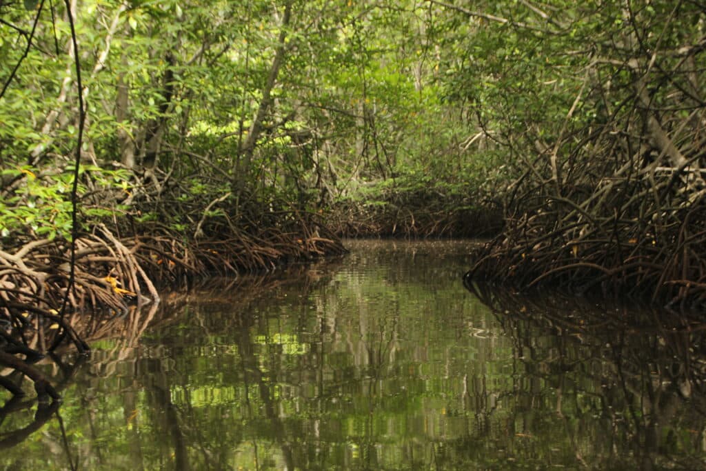 Mangrove Rewilding Project in Rajang Mangrove National Park (RMNP) in Sarawak, Malaysia